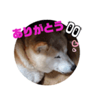 さくらと一緒 8（個別スタンプ：3）