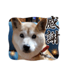 さくらと一緒 8（個別スタンプ：14）