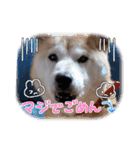 さくらと一緒 8（個別スタンプ：15）