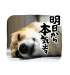 梨杏さんのスタンプ その1（個別スタンプ：10）