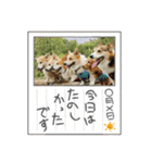 梨杏さんのスタンプ その1（個別スタンプ：19）