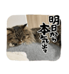 くーたんの可愛いスタンプ（個別スタンプ：3）