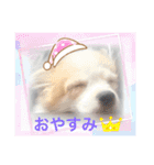 ぱぴこの日常(犬)（個別スタンプ：18）