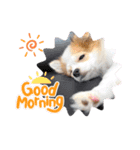 ぱぴこの日常(犬)（個別スタンプ：19）