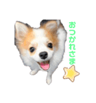ぱぴこの日常(犬)（個別スタンプ：20）