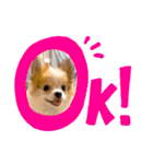 ぱぴこの日常(犬)（個別スタンプ：22）