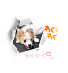 ぱぴこの日常(犬)（個別スタンプ：23）