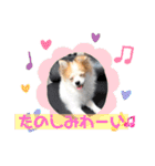 ぱぴこの日常(犬)（個別スタンプ：24）
