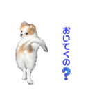 ぱぴこの日常(犬)（個別スタンプ：25）