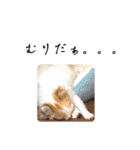 ぱぴこの日常(犬)（個別スタンプ：26）