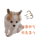 ぱぴこの日常(犬)（個別スタンプ：27）
