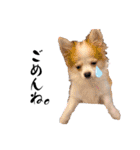 ぱぴこの日常(犬)（個別スタンプ：28）