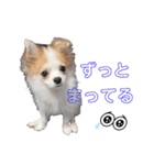 ぱぴこの日常(犬)（個別スタンプ：29）