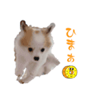 ぱぴこの日常(犬)（個別スタンプ：30）