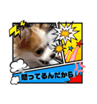 ぱぴこの日常(犬)（個別スタンプ：31）