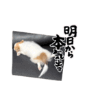 ぱぴこの日常(犬)（個別スタンプ：32）