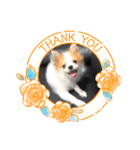 ぱぴこの日常(犬)（個別スタンプ：33）