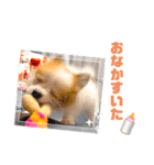 ぱぴこの日常(犬)（個別スタンプ：34）