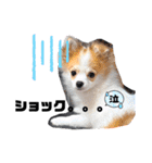 ぱぴこの日常(犬)（個別スタンプ：35）