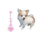 ぱぴこの日常(犬)（個別スタンプ：36）
