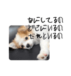ぱぴこの日常(犬)（個別スタンプ：37）