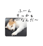 ぱぴこの日常(犬)（個別スタンプ：38）