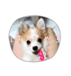 ぱぴこの日常(犬)（個別スタンプ：39）