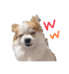ぱぴこの日常(犬)（個別スタンプ：40）