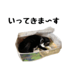 黒白ハチワレねこのハチくんスタンプ2（個別スタンプ：11）