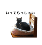 黒白ハチワレねこのハチくんスタンプ2（個別スタンプ：12）