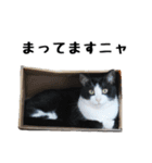 黒白ハチワレねこのハチくんスタンプ2（個別スタンプ：18）