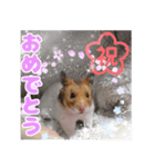 ハムスターのマルス（個別スタンプ：3）