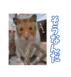ハムスターのマルス（個別スタンプ：5）