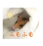 ハムスターのマルス（個別スタンプ：6）