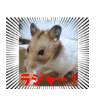 ハムスターのマルス（個別スタンプ：7）