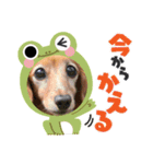 らいなのスタンプ（個別スタンプ：1）
