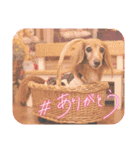 らいなのスタンプ（個別スタンプ：4）