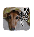 らいなのスタンプ（個別スタンプ：5）