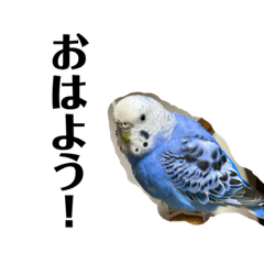 [LINEスタンプ] インコのおしゃべり！！