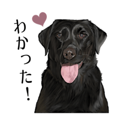 [LINEスタンプ] 【黒ラブ】リアルタッチイラスト