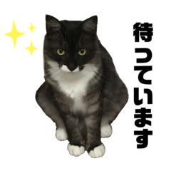 [LINEスタンプ] ヒゲ猫ダンちゃん