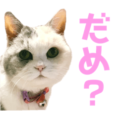 [LINEスタンプ] シンプルなデカ文字 ツンデレ猫スタンプ