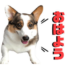 [LINEスタンプ] そらちゃん"No.1"