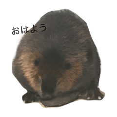 [LINEスタンプ] 水族かんスタンぷ