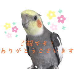 [LINEスタンプ] オカメインコ小梅の日常スタンプ