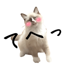 [LINEスタンプ] 自分が可愛いと分かってる猫(ベータ版)