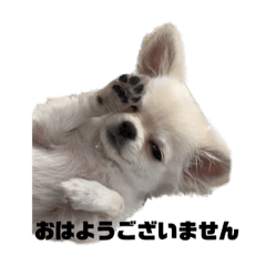 [LINEスタンプ] チワワのまおちゃん