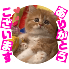 [LINEスタンプ] ねこまーち ふわふわプリンセス