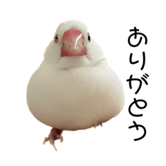 [LINEスタンプ] 白文鳥のこつぶちゃんスタンプ