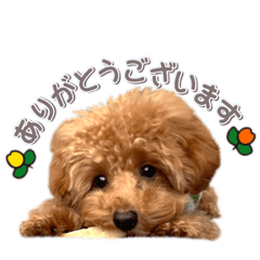 [LINEスタンプ] トイプーのスアちゃん♪